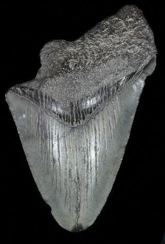 Bargain Megalodon Tooth - South Carolina #54195